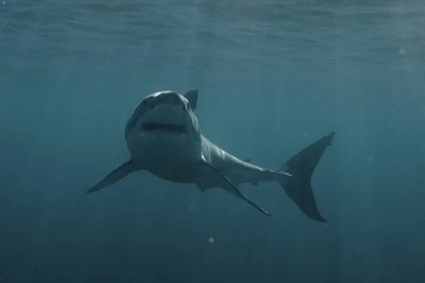 القرش الأبيض (أ.ب)