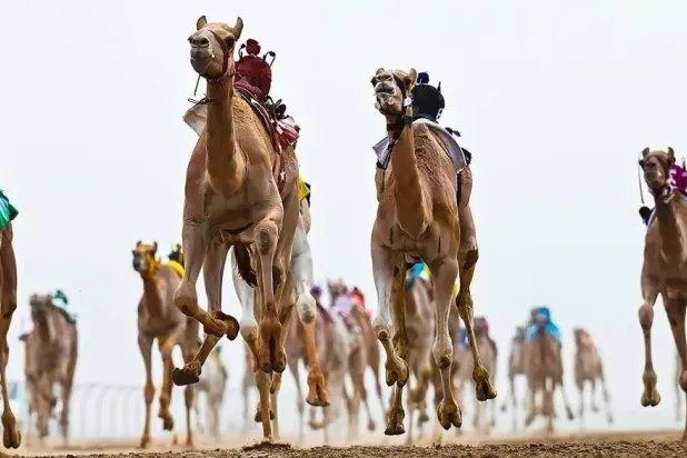 أكثر من 500 شوط سيشهدها عشاق الهجن في المهرجان (واس)