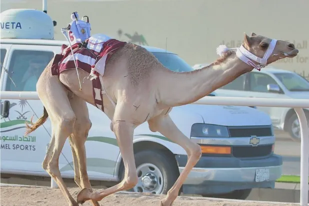 المطية «جالوت» فازت بأفضل توقيت في الفترة الصباحية (واس)