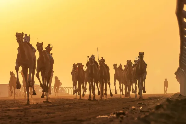 جانب من سباقات الهجن ضمن مهرجان ولي العهد في الطائف (الشرق الأوسط)