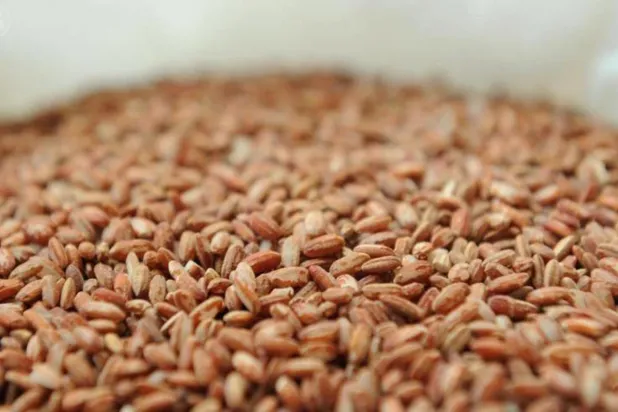 El-Ahsa bölgesi özellikle Hasavi pirincinin yetiştirildiği bölge olmasıyla ünlü (SPA)