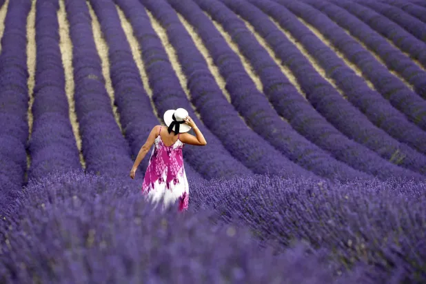 امرأة تقف في حقل خزامى في فالونسول جنوب فرنسا (إ.ب.أ)