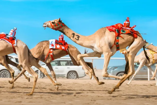 من سباقات مهرجان ولي العهد للهجن (واس)