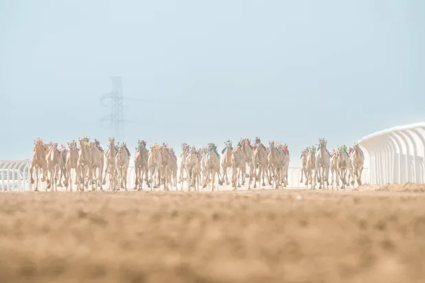 من سباقات مهرجان ولي العهد للهجن (الشرق الأوسط)