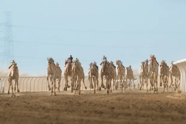 جانب من سباقات مهرجان ولي العهد للهجن (واس)