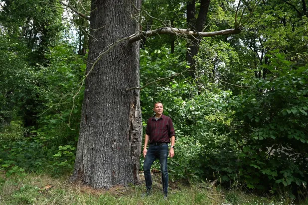 سفين هانيمان المسؤول عن إدارة متنزه سانسوسي بجوار الشجرة المعمرة (أ.ف.ب)