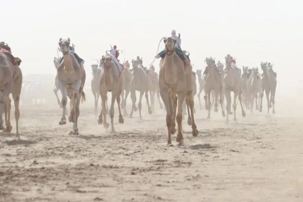 جانب من سباقات الهجن (الشرق الأوسط)