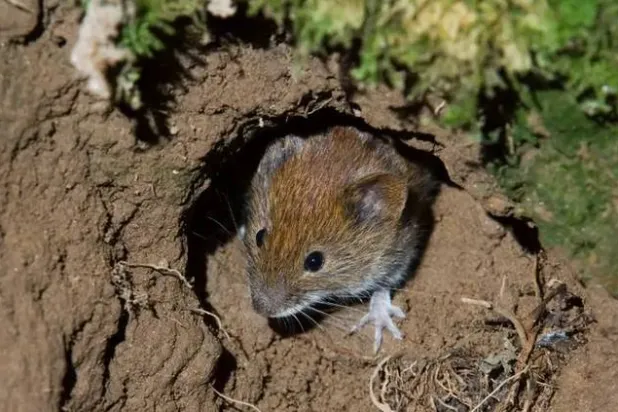 تغيّر المناخ يفاقم انتشار قوارض الحقل الضارّة