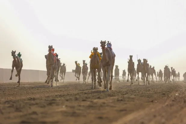 منافسات مثيرة يشهدها ميدان الطائف ضمن مهرجان ولي العهد للهجن (واس)