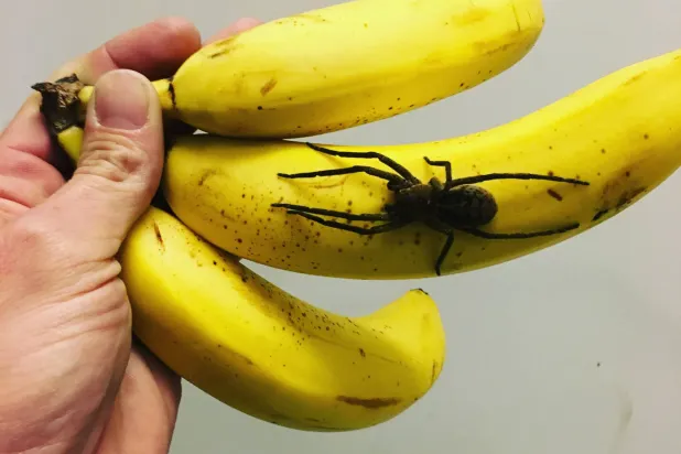 أعاد الوصف إلى الأذهان العنكبوت البرازيلي الشديد السمّية المتجوّل والذي من المعروف أنه يوجد في شحنات الموز (شاترستوك)