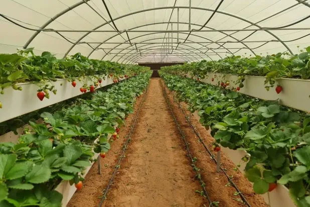 زراعة الفراولة في سكاكا أحد مشروعات البيوت المحمية الممولة من صندوق التنمية الزراعية (واس)