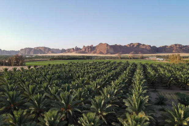 تمتد مزارع النخيل في العلا على مساحة 10 آلاف هكتار  (واس)