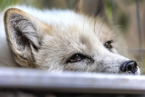 تعد فنلندا أكبر دولة منتجة لفرو الثعالب في أوروبا (إ.ب.أ)