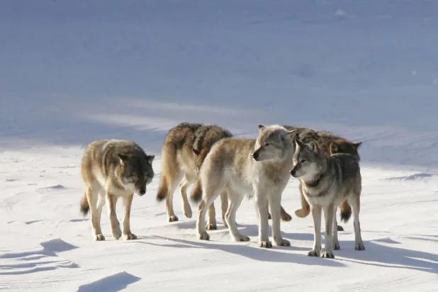 «إم 93» المعروف باسم «الذئب الرمادي العجوز» يظهر في المقدمة بلونه الفاتح (جامعة ميشيغان)