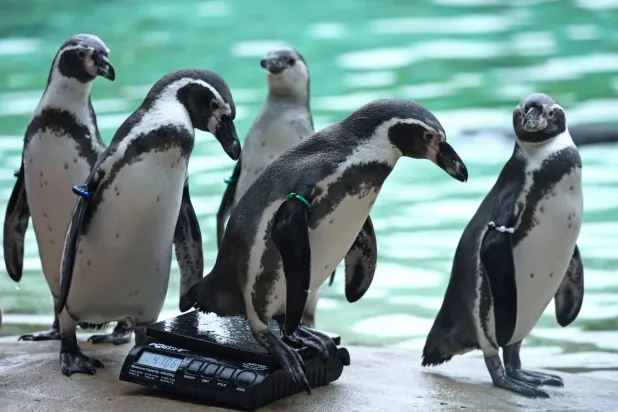 خسارة «كارثية» للفراخ بنسبة 100 في المائة، إذ غرقت أو نفقت جرّاء الصقيع (رويترز)