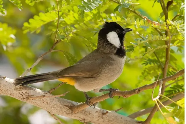 البلبل العراقي يتعرض لهجمة صيد كبيرة وفي طريقه إلى الانقراض (إكس)