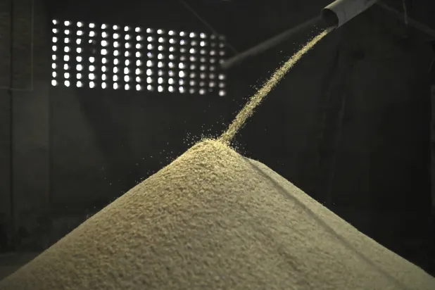 عملية فرز الأرز في مصنع في ماخو بولاية البنجاب الهندية (أ.ب)