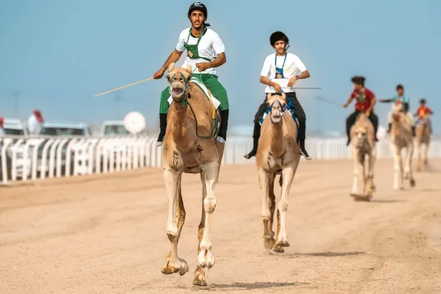من سباقات مهرجان ولي العهد للهجن (الشرق الأوسط)