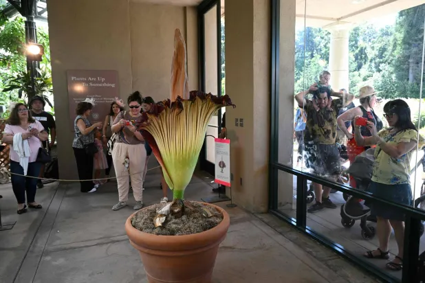 النبتة التي يعادل حجمها طول الإنسان تتألف من مئات الزهور الصغيرة (أ.ف.ب)