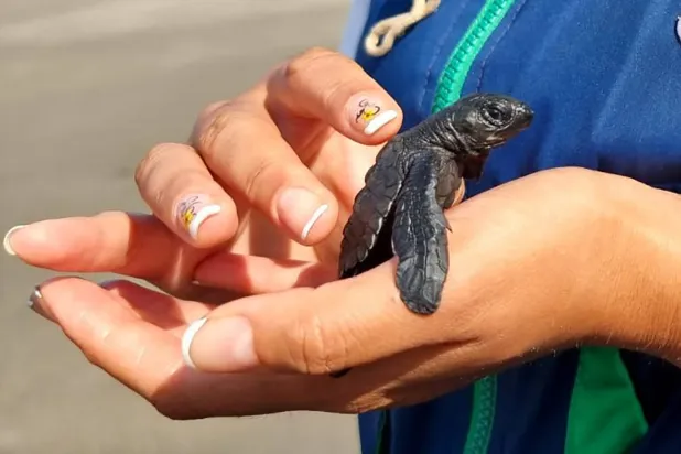 موظفة إغاثة تحمل سلحفاة بعد إنقاذها (رويترز)