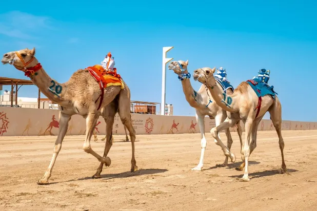 من سباقات مهرجان ولي العهد للهجن بالطائف (الشرق الأوسط)