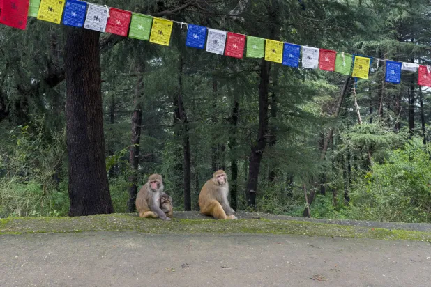 قرود المكاك تجلس تحت صف من الأعلام في دارامشالا بالهند (أ.ب)