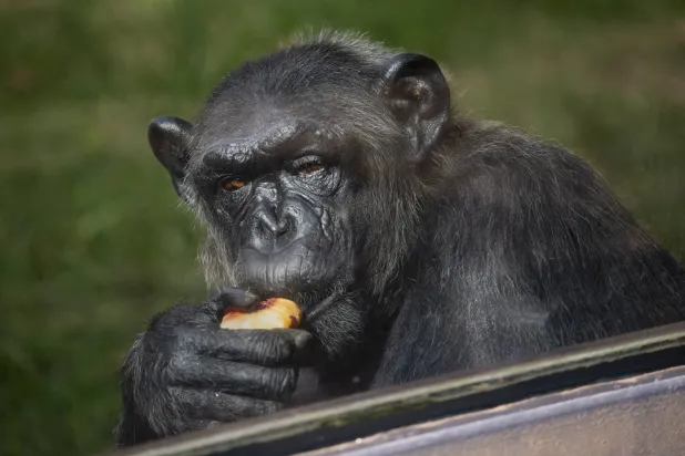 أعداد الغوريلا الجبلية تراجعت بشكل حاد خلال القرن العشرين بسبب إزالة الغابات (وكالة الأنباء الألمانية)