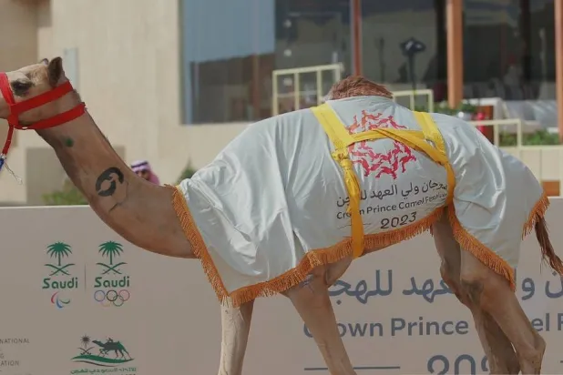 المطية «خطيرة» تُوّجت بالمركز الأول (مهرجان ولي العهد)