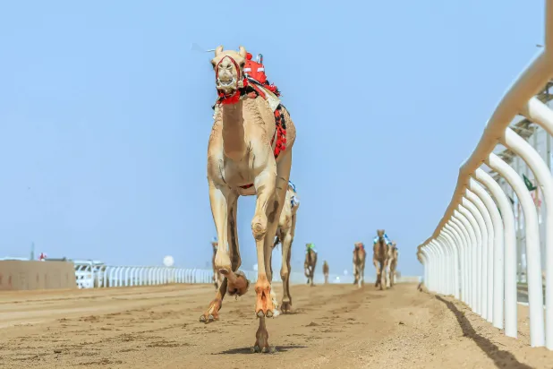 السباق شهد تنافساً مثيراً بين المطايا (واس)