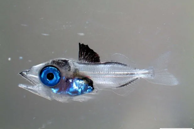 سمكة تونة البلوفين الأطلنطي في عمر 18 يوماً (المعهد الإسباني لعلوم المحيطات)