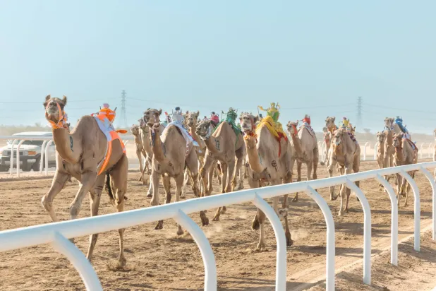 منافسات الـ«ثنايا» شهدت مشاركة  759 مطية قطعت في 24 شوطاً مسافة 120 كيلومتراً (الشرق الأوسط)