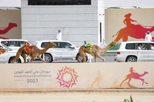 القيمة السوقية لمهرجان ولي العهد للهجن تجاوزت الـ200 مليون (اتحاد الهجن)