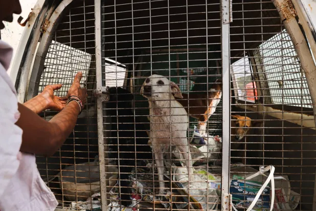 كلب ضال بعد الإمساك به ووضعه في سيارة الإسعاف (رويترز)