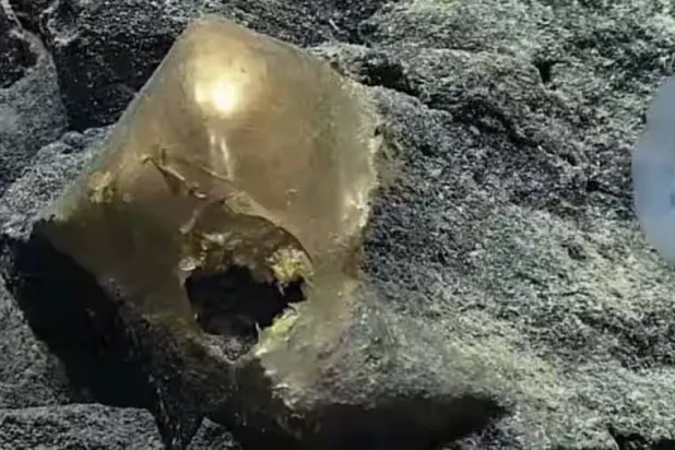 راوحت الترجيحات الأولى بين احتمال كونه عبارة عن خطافات لإسفنجة نافقة أو قطعة مرجان أو قشرة بيضة (إكس)