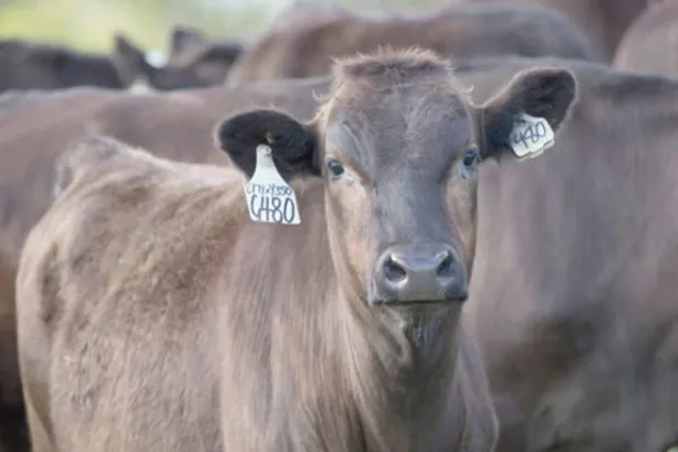 بقر الواغيو الذي يعد أبرز الخلافات بين أستراليا والاتحاد الأوروبي للتوصل إلى اتفاقية تجارة حرة (غيتي)