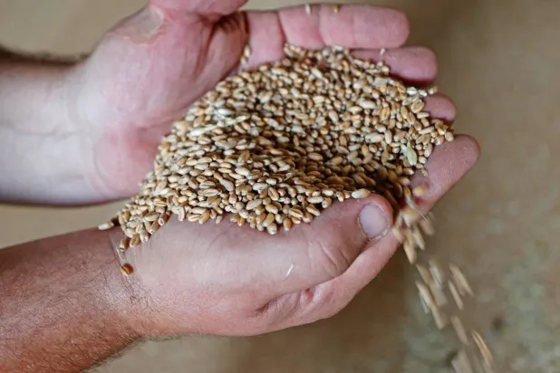 رجل يمسك بحبات القمح في إحدى الصوامع بأوكرانيا (أرشيفية - د.ب.أ)
