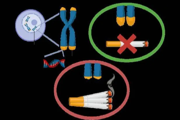 التدخين يؤدي إلى تقصير الأجزاء النهائية من كروموسومات الحمض النووي (جامعة هانغتشو الصينية)