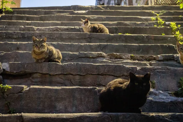 قطط ضالة في مدينة نيويورك (نيويورك تايمز)
