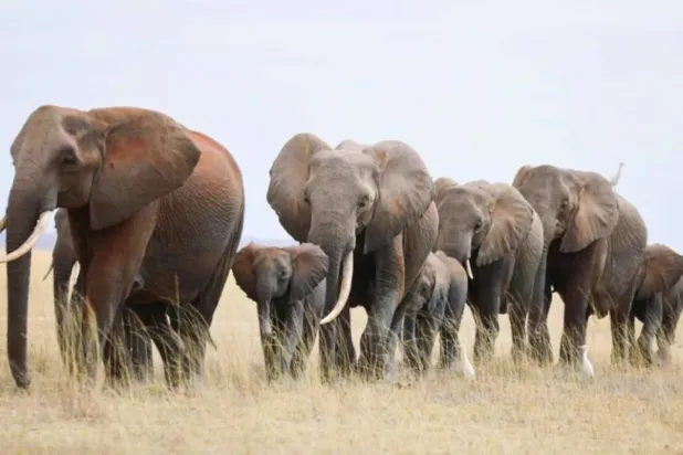 أفيال  (أرشيفية - رويترز)