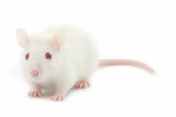 «فأر جليدي» صغير عاش بزمن الديناصورات قبل 70 مليون عام