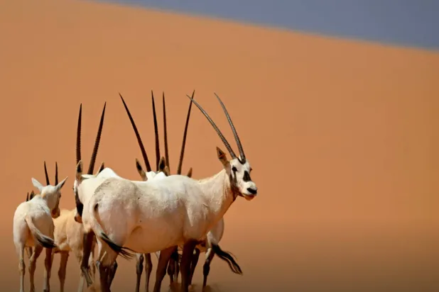 تتميز المحمية بتنوع نُظمها البيئية التي توفر موائل طبيعية حيوية جعلت منها مثالاً استثنائياً للتطور البيئي والأحيائي (وزارة الثقافة)