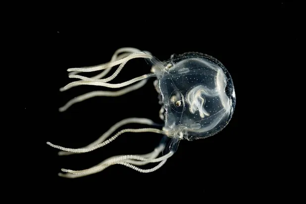 لا يزيد حجم قنديل البحر الكاريبي عن عقلة الإصبع (بابليك دومين)