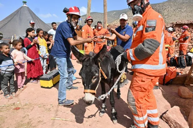 جهود بياطرة الجمعية لإسعاف دواب في مناطق «زلزال الحوز» (الشرق الأوسط)