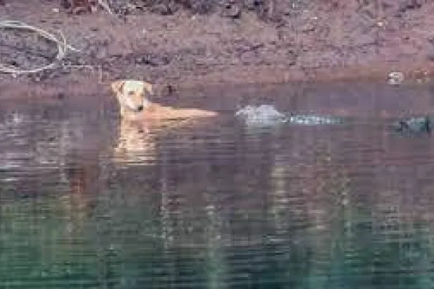 صورة للواقعة نشرتها «مجلة الأصناف المهددة» العلمية