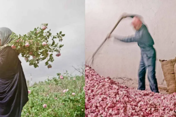 قطاف الورد في أعالي جبال الأطلس في المغرب بعدسة دوني دايو (معهد العالم العربي)