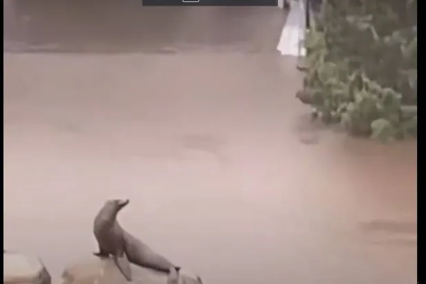 لقطة من فيديو تُظهر أنثى أسد البحر هاربة من حوض السباحة الخاص بها في نيويورك (يوتيوب)