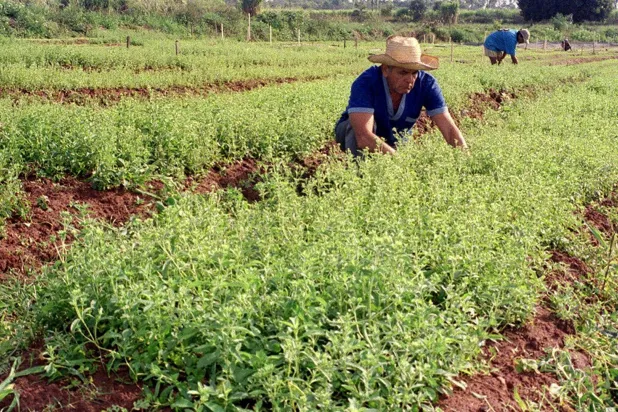  نبات الستيفيا (رويترز)