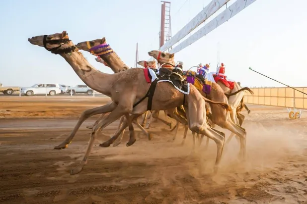 جانب من منافسات كأس الاتحاد السعودي للهجن 2023 في نجران (واس)
