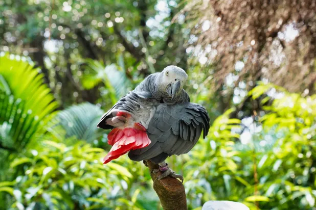 الاعتماد على شهية جاكو لبذور البن (شاترستوك)