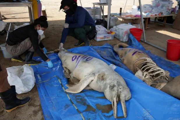 باحثون من معهد ماميراوا للتنمية المستدامة يقومون بتحليل دولفين ميت في بحيرة تيفي في ولاية أمازوناس البرازيل (رويترز)